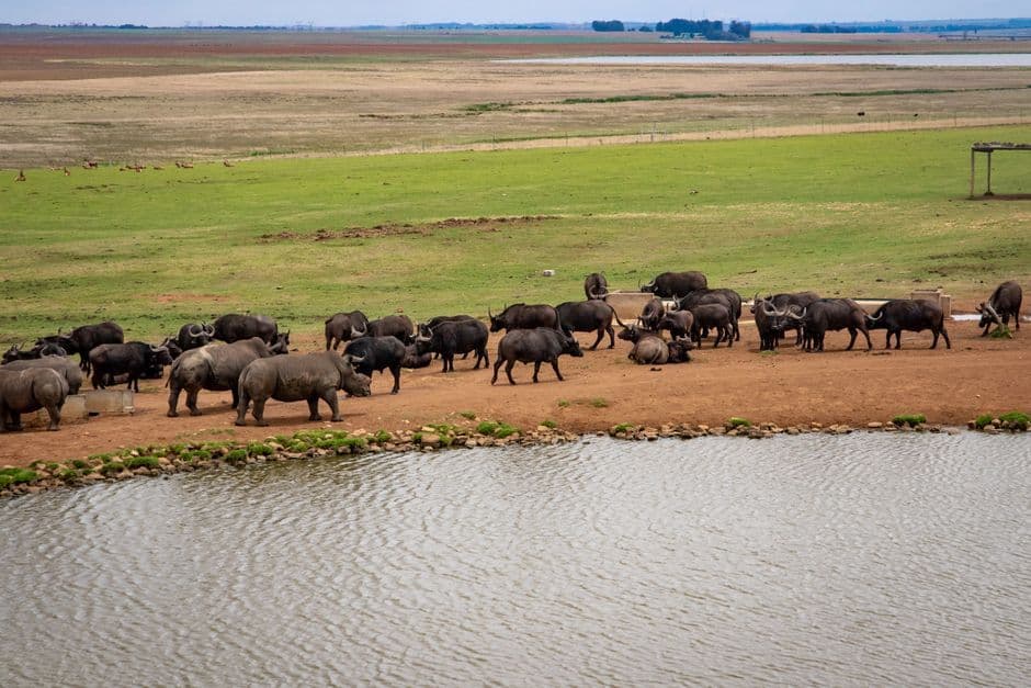 Buffalo, Couch or Kikuyu? How to Tell What Lawn You Have