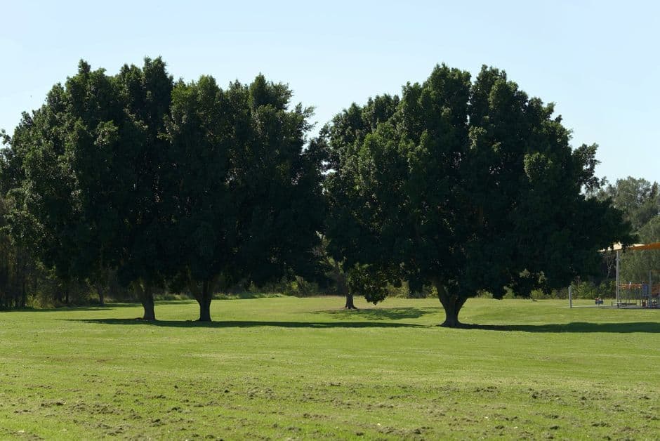 Lawn Care in Sydney, a Season by Season Guide