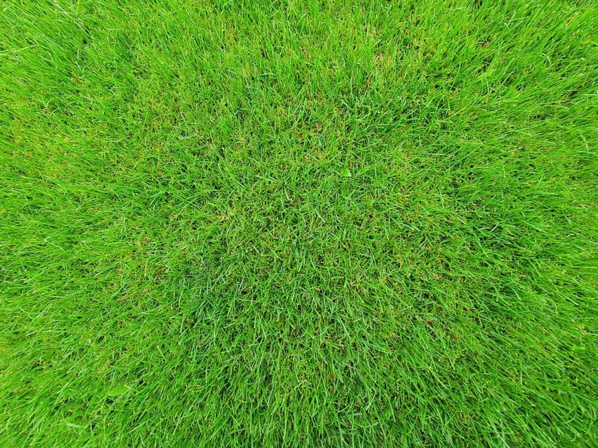 How to Get Your Lawn Ready for Spring in the Hills District